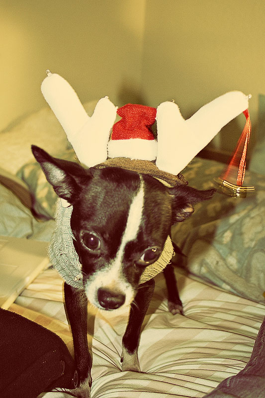 momoxmas